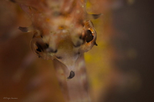 The evil eye of a sea horse. by Pepe Suarez 